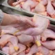 Crise se aprofunda e Brasil já perde seis mercados para a carne de frango