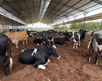 Da Europa para Minas: produtor multiplica e transforma produção de leite em quase 10 vezes