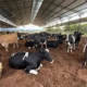 Da Europa para Minas: produtor multiplica e transforma produção de leite em quase 10 vezes