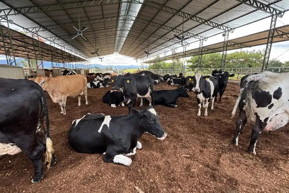 Da Europa para Minas: produtor multiplica e transforma produção de leite em quase 10 vezes