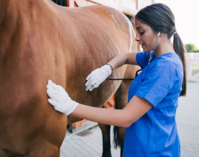 Decisão do MEC sobre EaD em Medicina Veterinária preocupa agro