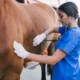 Decisão do MEC sobre EaD em Medicina Veterinária preocupa agro
