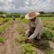 Decreto institui Desenrola Rural que ajudará 1,3 milhão de famílias