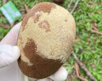 Defesa Agropecuária do Acre mantém combate à monilíase no Vale do Juruá com nova força-tarefa
