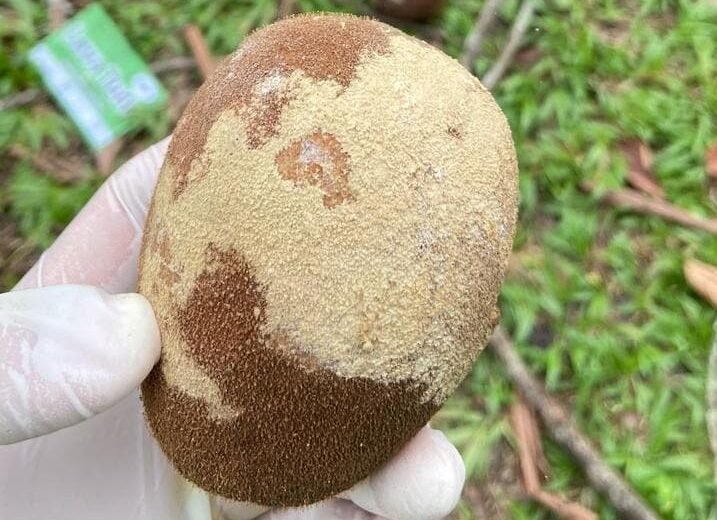 Defesa Agropecuária do Acre mantém combate à monilíase no Vale do Juruá com nova força-tarefa