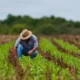 Desenrola rural prevê descontos de até 96% em dívidas de agricultores