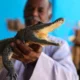 Egípcio cria crocodilos há 26 anos e transforma casa em atração turística