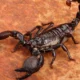 Escorpião capaz de envenenar sem contato físico é descoberto na Colômbia