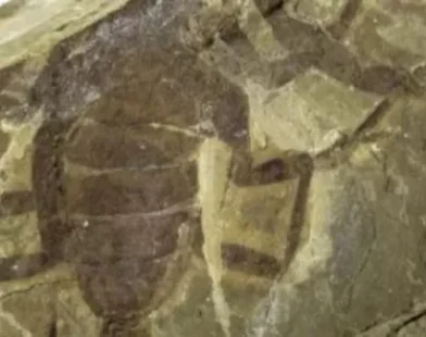 Espécie de escorpião gigante com 125 milhões de anos é descoberta na China