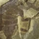 Espécie de escorpião gigante com 125 milhões de anos é descoberta na China