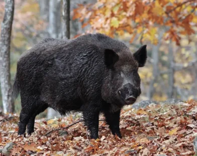 Fazendeiro sofre ataque ao encontrar Javali gigante em lavoura