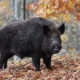 Fazendeiro sofre ataque ao encontrar Javali gigante em lavoura