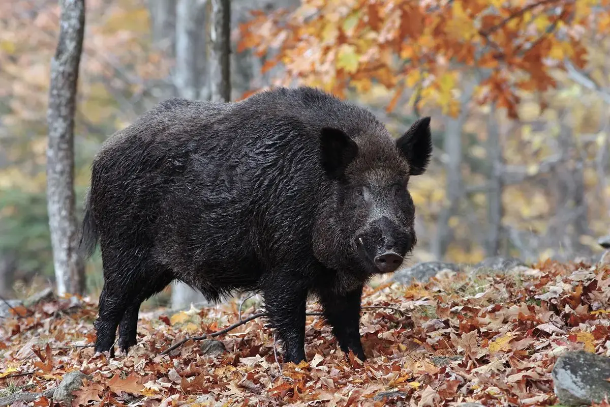 Fazendeiro sofre ataque ao encontrar Javali gigante em lavoura