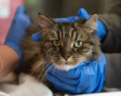 Gata é única sobrevivente de queda de 116 metros em desfiladeiro nos EUA
