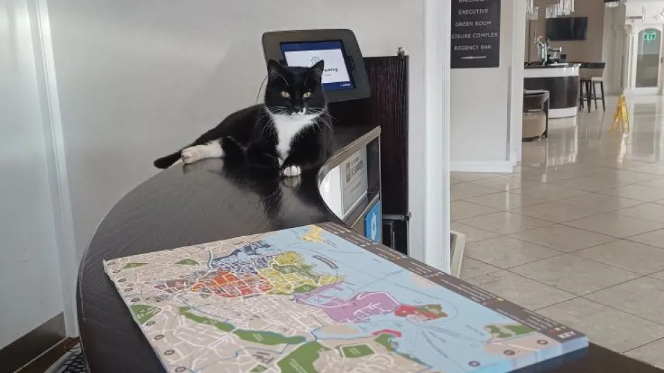 Gato aventureiro viraliza nas redes sociais; veja