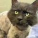 Gato desaparecido há 3 anos é encontrado a 16 km de casa nos EUA