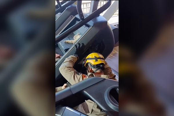 “Gato fitness” leva susto ao ficar preso em aparelho de academia. Veja