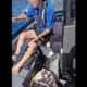 Golfinho 'cai do céu' e aterrissa em pequeno barco de pesca