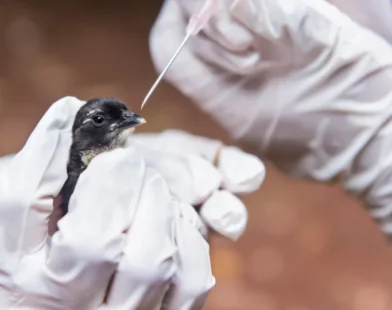 Gripe Aviária: Uruguai e SC reforçam as barreiras sanitárias nas divisas
