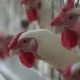Gripe aviária: Filipinas e Jordânia suspendem importação de carne de aves de todo Brasil
