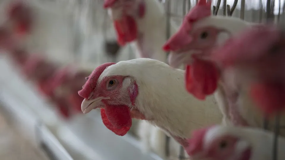 Gripe aviária: Filipinas e Jordânia suspendem importação de carne de aves de todo Brasil