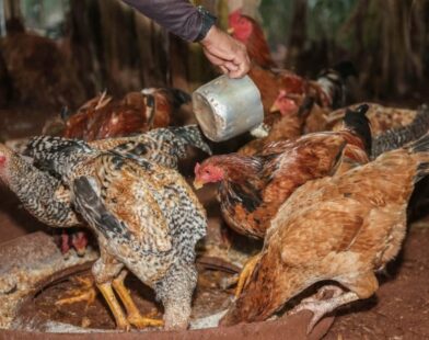 Gripe aviária: México suspende importação de produtos avícolas do Brasil