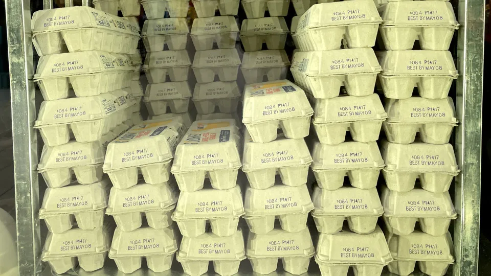 Gripe aviária: Uruguai flexibiliza restrição para importação de produtos avícolas do Brasil