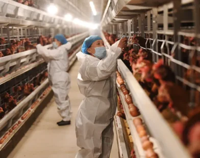 Gripe aviária: investigações de suspeita da doença em andamento sobem de 18 para 19