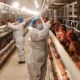 Gripe aviária: investigações de suspeita da doença em andamento sobem de 18 para 19