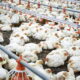 Gripe aviária pode baratear frango, mas impacto na inflação é limitado