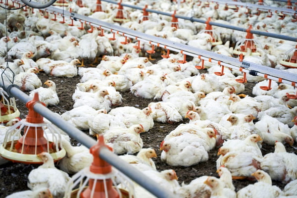 Gripe aviária pode baratear frango, mas impacto na inflação é limitado