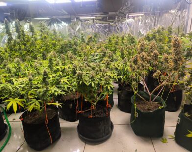 Homem é preso com 38 pés de maconha em casa no interior de MG