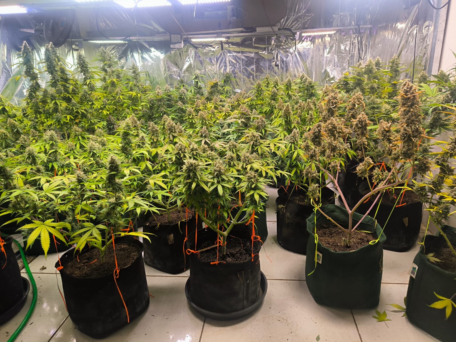 Homem é preso com 38 pés de maconha em casa no interior de MG