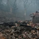 Incêndios na Coreia do Sul devastam tempo budista milenar; veja as fotos