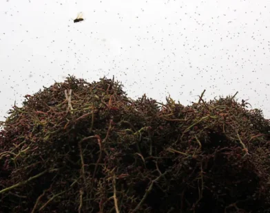 Invasão de mosquitos na Itália obriga população a ficar confinada em casa