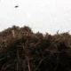 Invasão de mosquitos na Itália obriga população a ficar confinada em casa