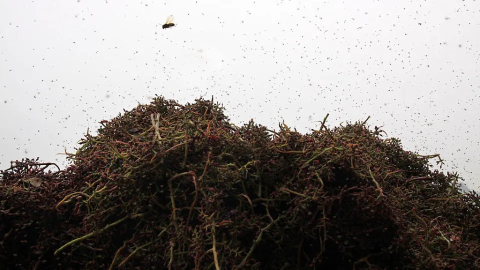 Invasão de mosquitos na Itália obriga população a ficar confinada em casa