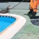 Jacaré de 1,5 metro é encontrado em piscina de clube em MG ; veja