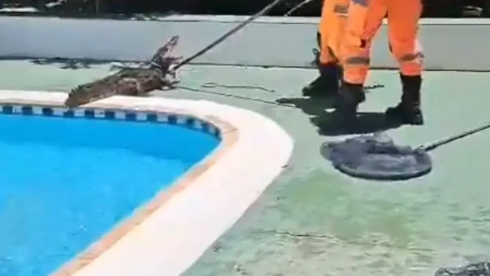 Jacaré de 1,5 metro é encontrado em piscina de clube em MG ; veja