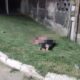 Joanderson é assassinado a tiros em Humaitá, interior de Linhares