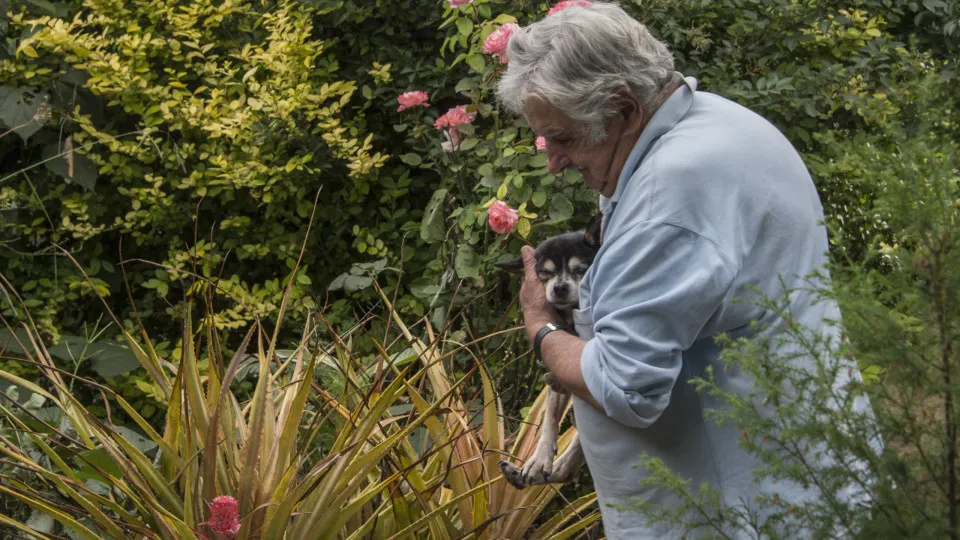 José Mujica queria ser cremado e enterrado ao lado da cadela Manuela