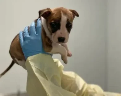 Laudo revela que filhote de pitbull não causou morte de bebê nos EUA