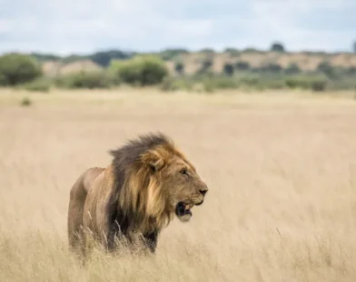Leão mata turista num acampamento de luxo na Namíbia
