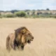 Leão mata turista num acampamento de luxo na Namíbia