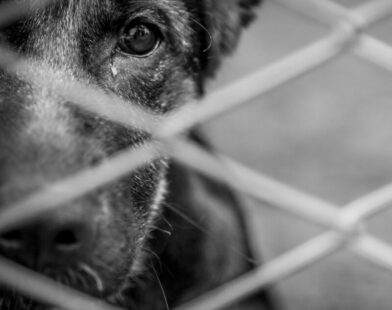 MPMG denuncia homem por maus-tratos que resultaram na morte de animal adotado
