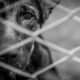 MPMG denuncia homem por maus-tratos que resultaram na morte de animal adotado