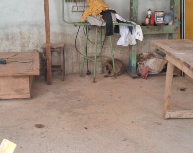 Macaco bugio ferido é resgatado após se esconder dentro de fábrica em Bambuí
