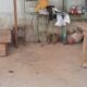Macaco bugio ferido é resgatado após se esconder dentro de fábrica em Bambuí