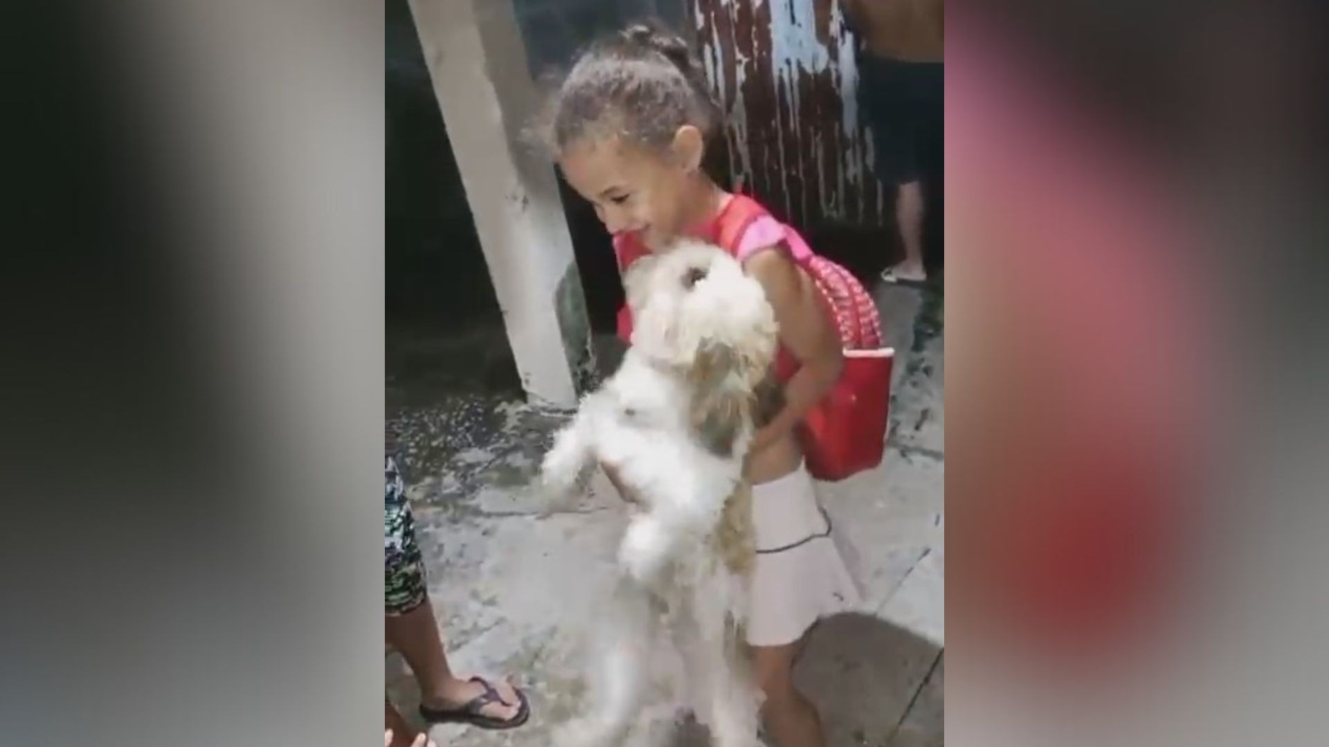 Menina que pediu volta do cachorro desaparecido como presente de aniversário reencontra o pet em Divinópolis