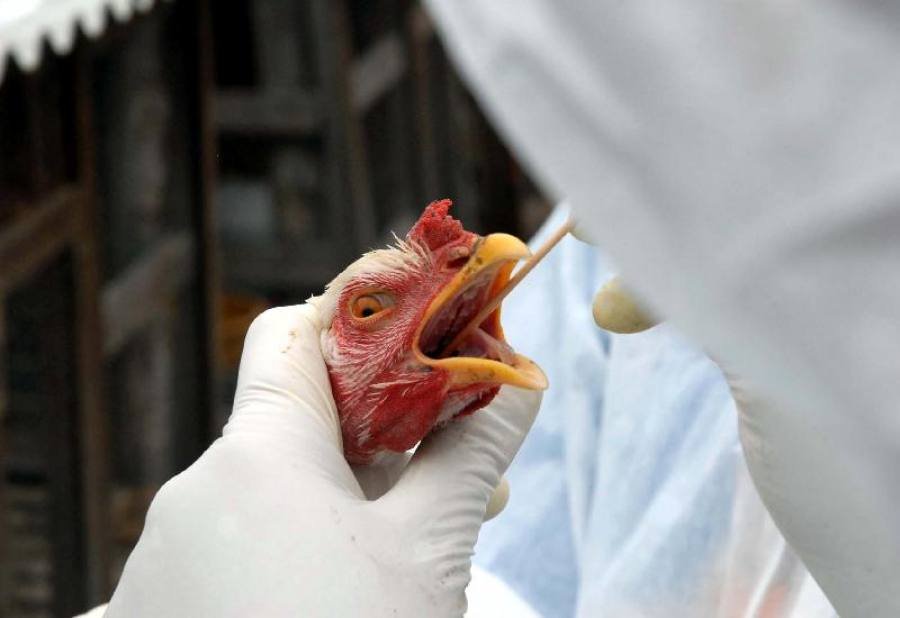 Mesmo sem casos, Acre está em alerta para Influenza Aviária e reforça prevenção